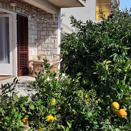 Citrus تريبينيي