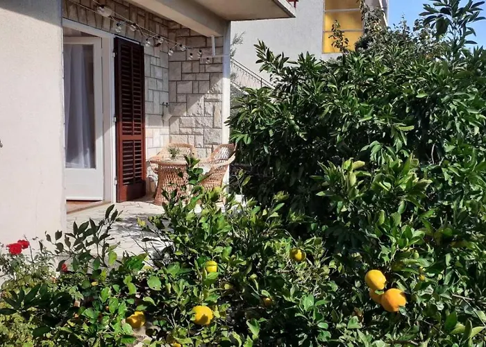 Citrus تريبينيي